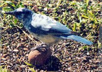 Pinyon jay - leucistic.jpg