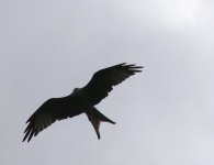 pa190004redkite.jpg