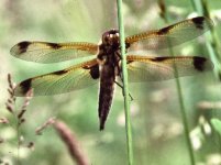 4-spot Chaser forma praenubila Swill Brook Lakes 19-06-98.jpg