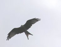 apa190004redkite.jpg