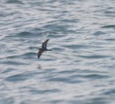 Blurred Storm Petrel140804b.jpg