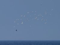 arcticskua140804.jpg