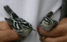 black-and-white warblers.jpg