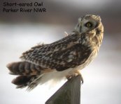 short-eared owl 2-3-03 1d eab text.jpg