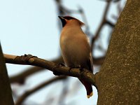 waxwing web.jpg