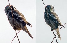 n. hawk owl 12-4-00 1aeab.jpg