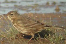 Rock pipit -petrosus.JPG