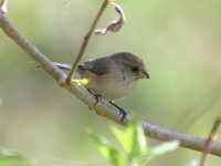 wrentit02-800.jpg