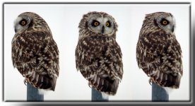 short-eared owl 2-10-03 1a x3 aeab 800 enh.jpg