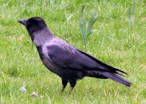 hooded-crow-02.jpg