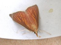 nascia_cilialis_irstead_may_04_800.jpg