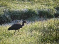 glossy ibis 1.jpg