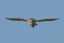 barnowl_1956.jpg