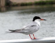 0079Tern.jpg