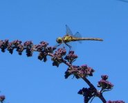 garden dragonfly hot sunny 11 July 2005 005.jpg