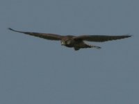 Marsh-Harrier.jpg