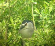 Night Heron.jpg