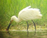 spoonbill2.jpg