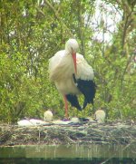 Stork nest.jpg