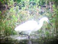 little egret.jpg