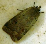 lesser yellow underwing1a.jpg