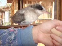 arctic_tern2_1.jpg