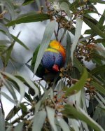 Lorikeet.jpg