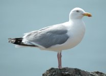 Herring Gull .JPG