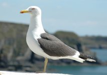 Lesser Black-backed Gull.JPG