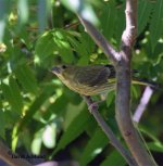 Siskin-_G3G6245.jpg