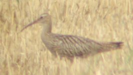 curlew or.....JPG