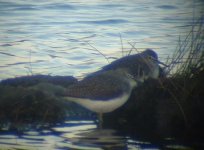 green sandpiper.JPG