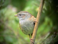 pc330dunnock.jpg