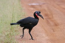 Abyssinian Ground Hornbill 1.jpg