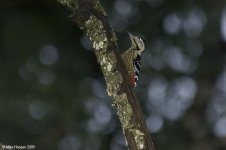 stripeBreastedWoodpecker.jpg