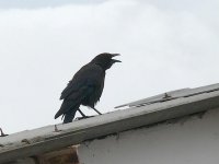 L1310121_Carrion Crow.jpg