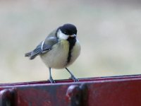 L1310178_Great Tit.jpg