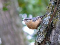 L1310217_Nuthatch.jpg