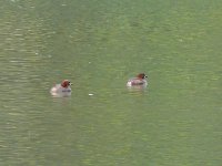 L1310237_Little Grebe.jpg