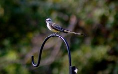 juvie flycatcher.JPG