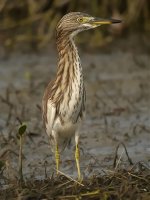 chinese pond heron G1 om50.2 sw20x c _1610093.jpg