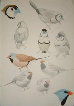 Finches (Large).jpg