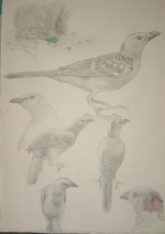 Great Bowerbird (Large).jpg