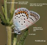 Plebejus sp.jpg