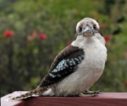 kookaburra c_1590810.jpg