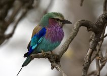 lilac-breasted roller.jpg