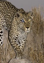 Leopard, Elephant Plains 1, Kruger National Park.jpg