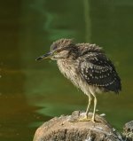 bc night heron imm c_DSC0223.jpg