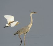 grey heron_DSC2549_1.jpg