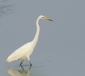 great egret_DSC2247_1.jpg